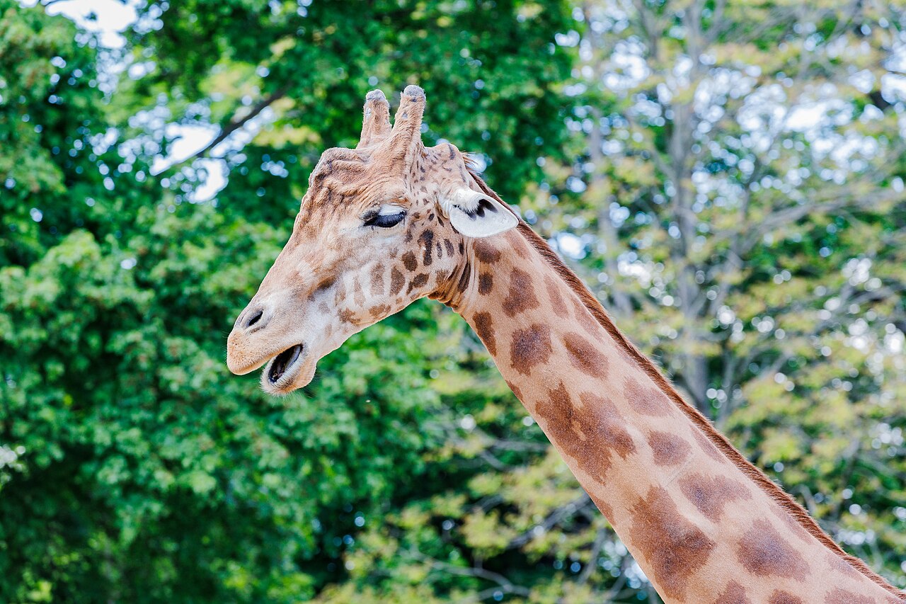 Kordofan giraffe at Dresden Zoo