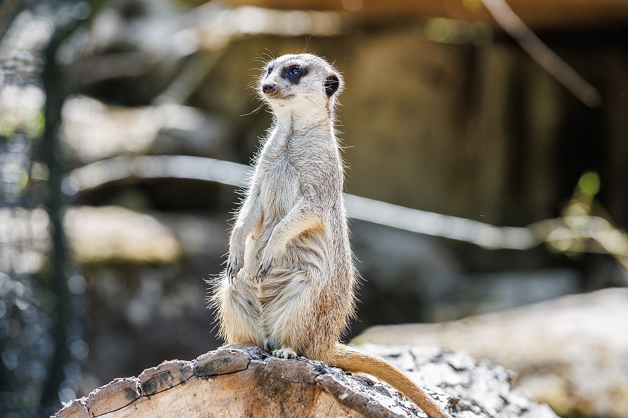 Meerkats at Dresden Zoo