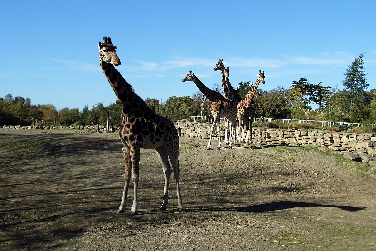 Giraffes on the African Plains at Dublin Zoo