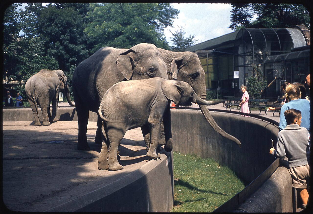 Asian elephants at Frankfurt Zoo in 1956