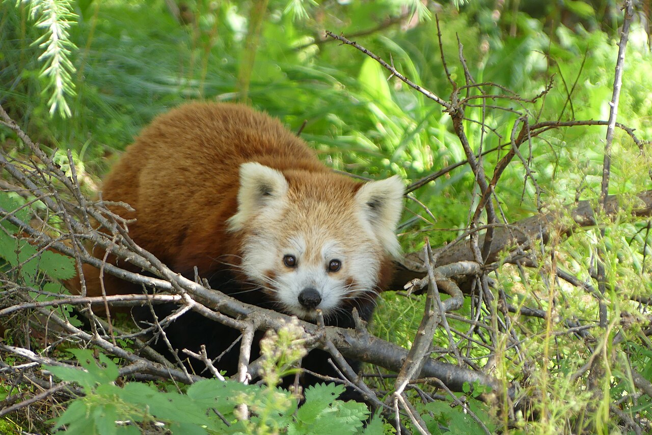 Red panda at Hanover Adventure Zoo