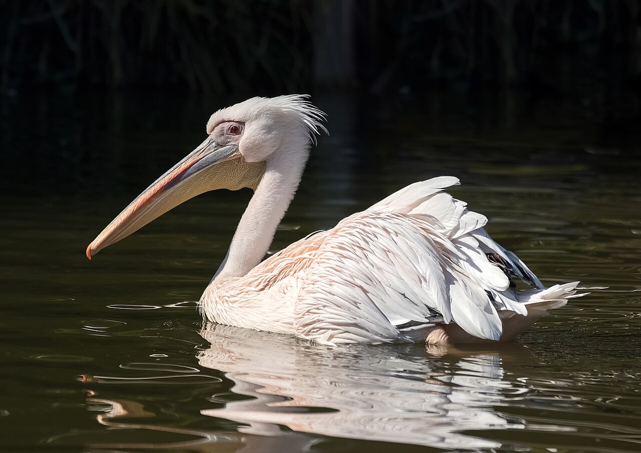 Great white pelicans at Karlsruhe Zoo