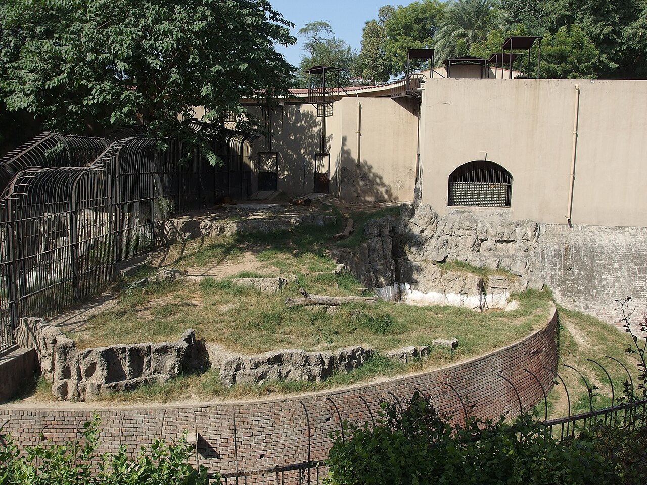 Lion at Lahore Zoo