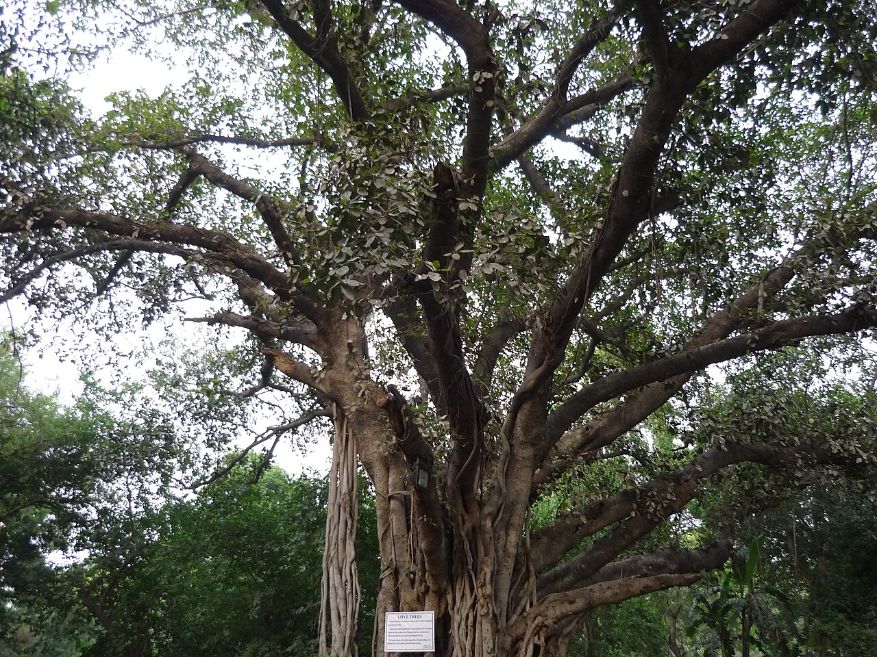 Centuries-old ficus tree at Lahore Zoo