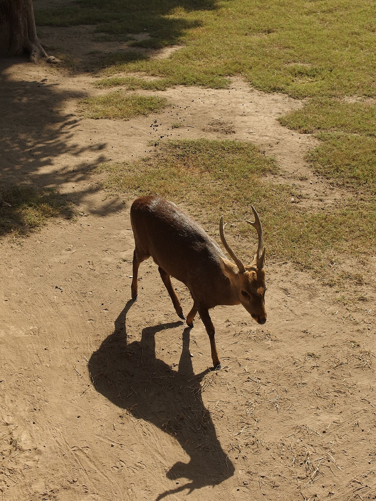Hog deer at Lahore Zoo