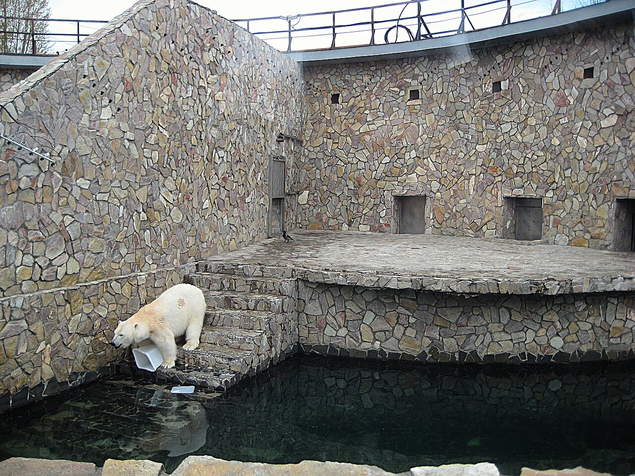 Polar bear at Leningrad Zoo