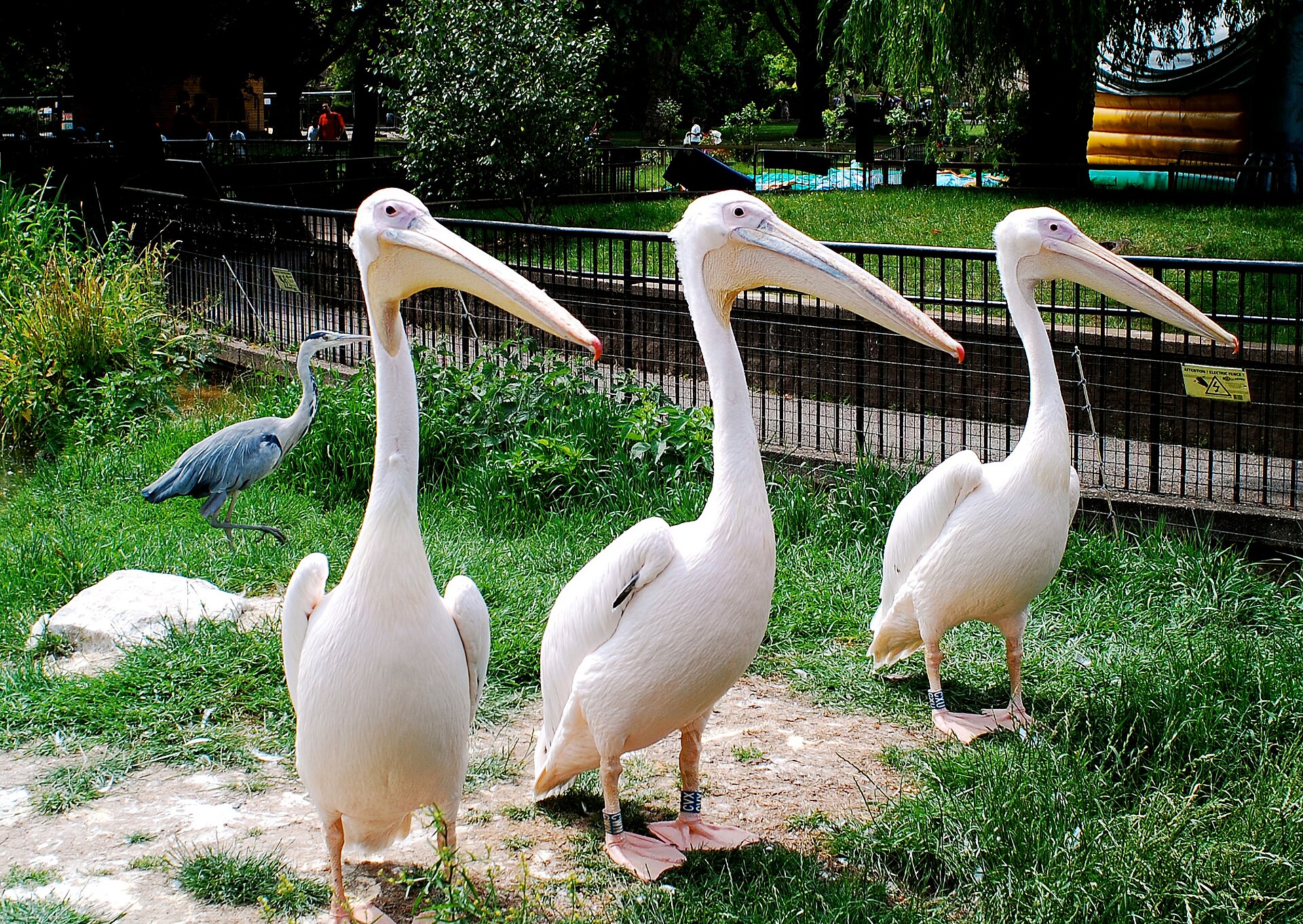 London Zoo