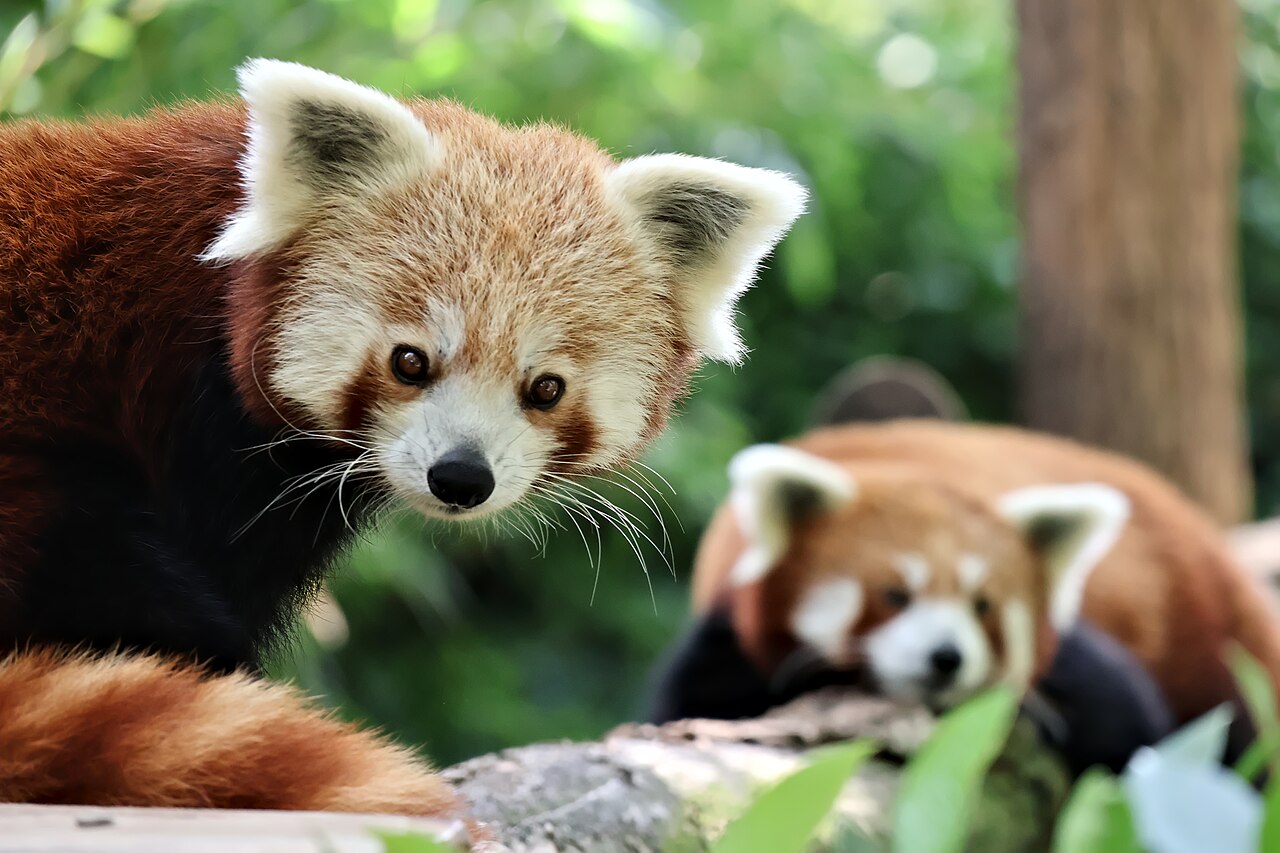 Red pandas at the Ménagerie du Jardin des Plantes