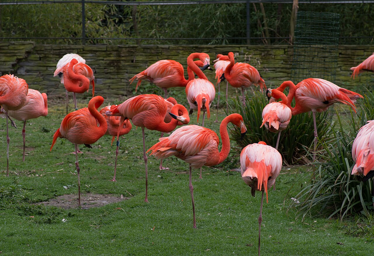Flamingos at the Ménagerie du Jardin des Plantes