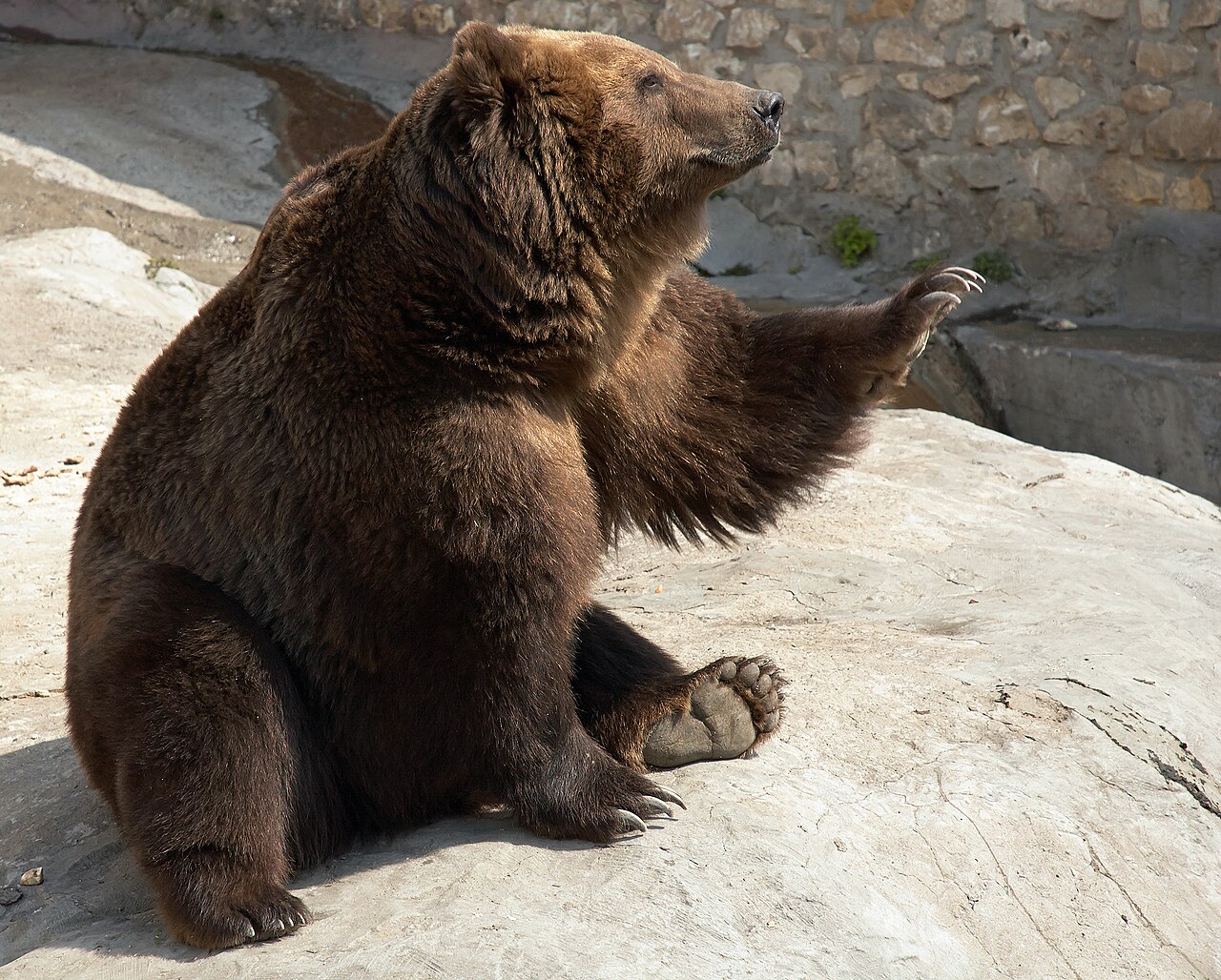 Brown bear at the Moscow Zoo