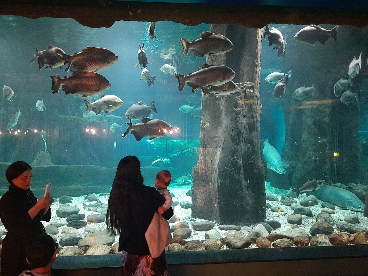Visitors watching large freshwater fish in one of the Moskvarium exhibition tanks