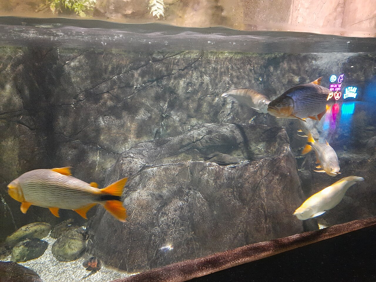 Golden dorado and other South American river fish inside a Moskvarium tank