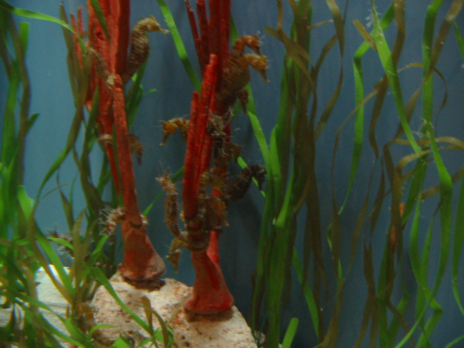 Mote Marine Laboratory & Aquarium