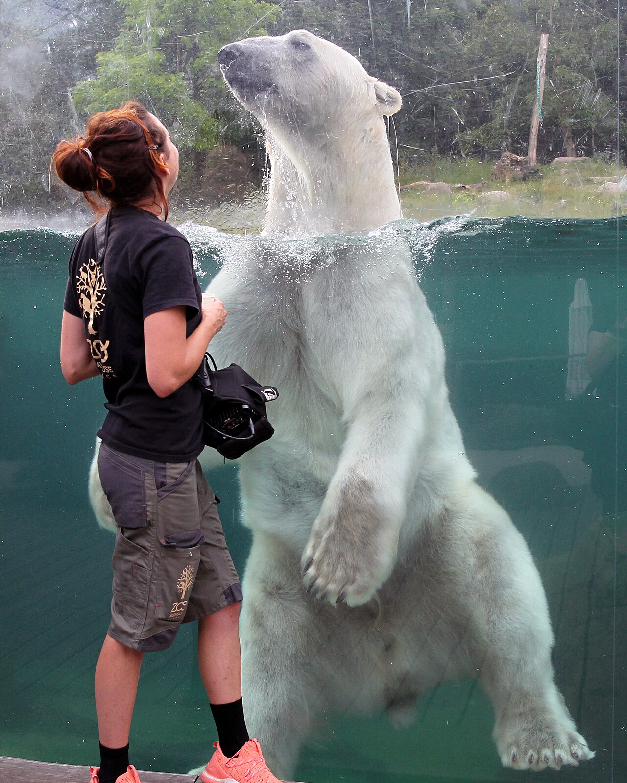 Polar bear swimming at Mulhouse zoo