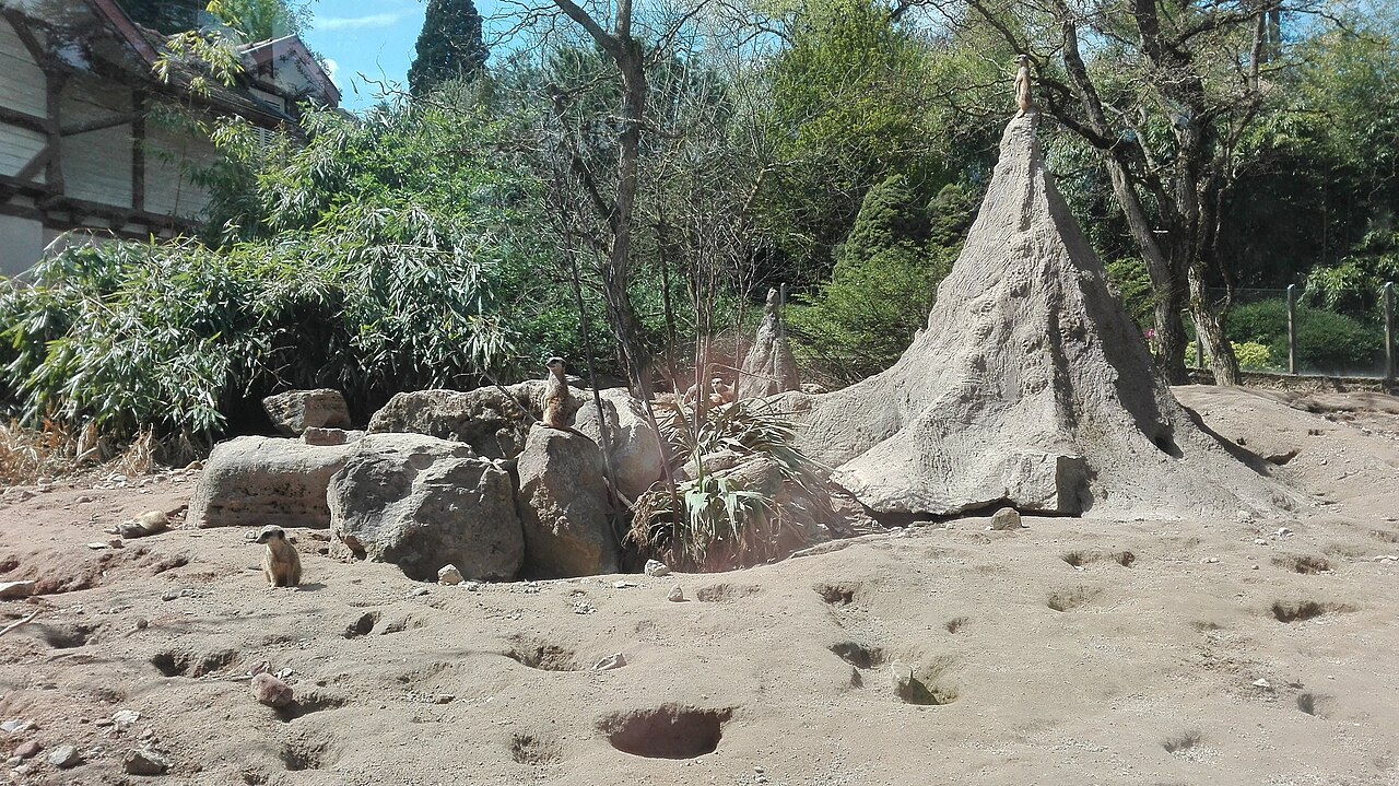 Meerkat enclosure at Mulhouse Zoological and Botanical Park