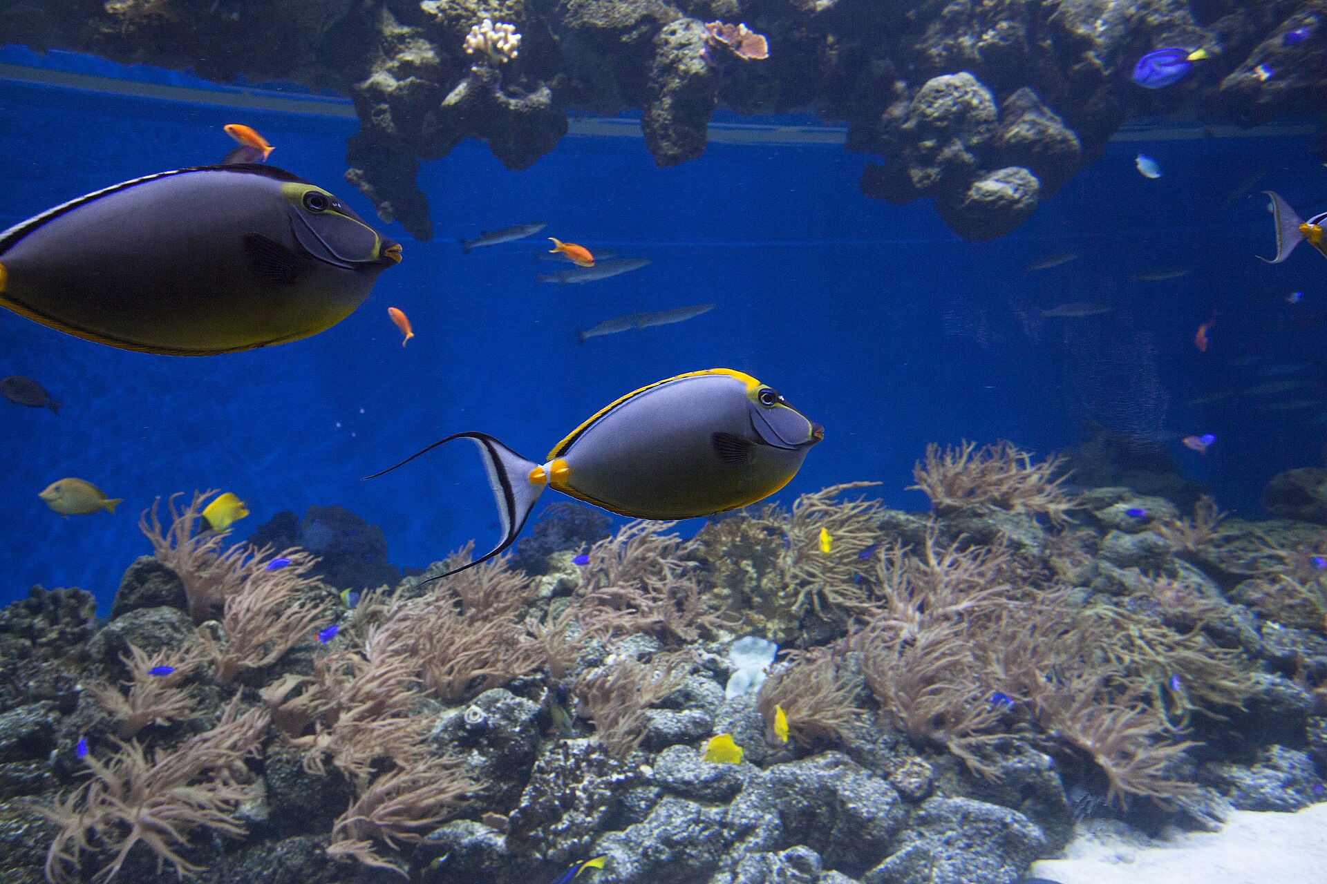 National Aquarium Denmark (Blue Planet)