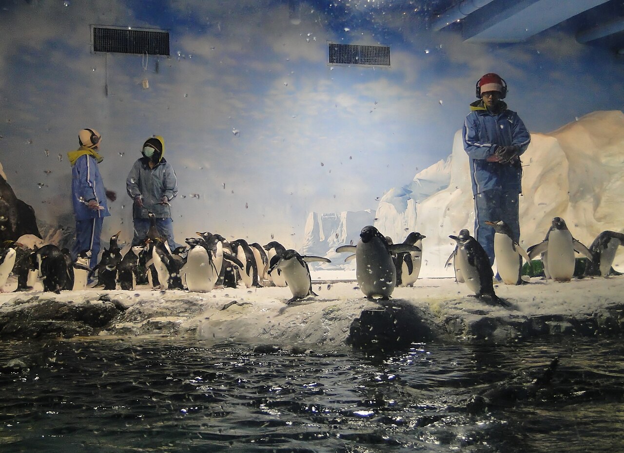 Penguins on display at the National Museum of Marine Biology and Aquarium in Taiwan