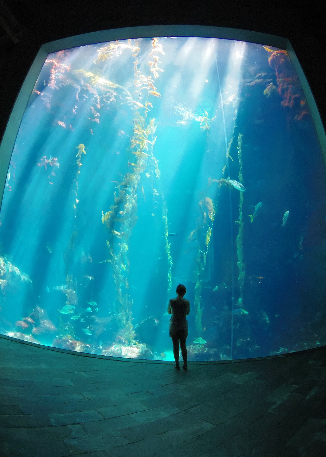 Kelp forest exhibit at the National Museum of Marine Biology and Aquarium, Taiwan
