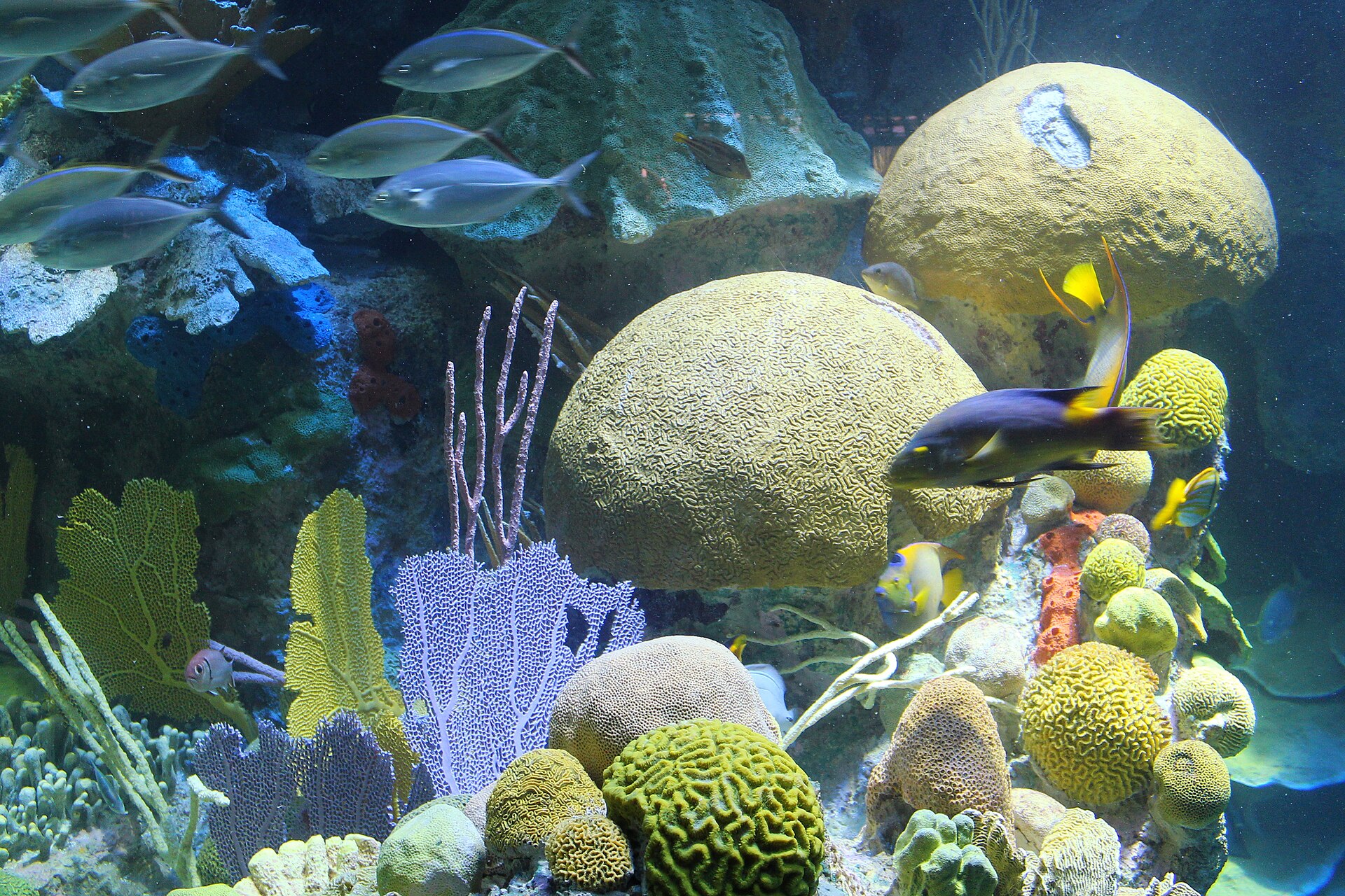 New England Aquarium