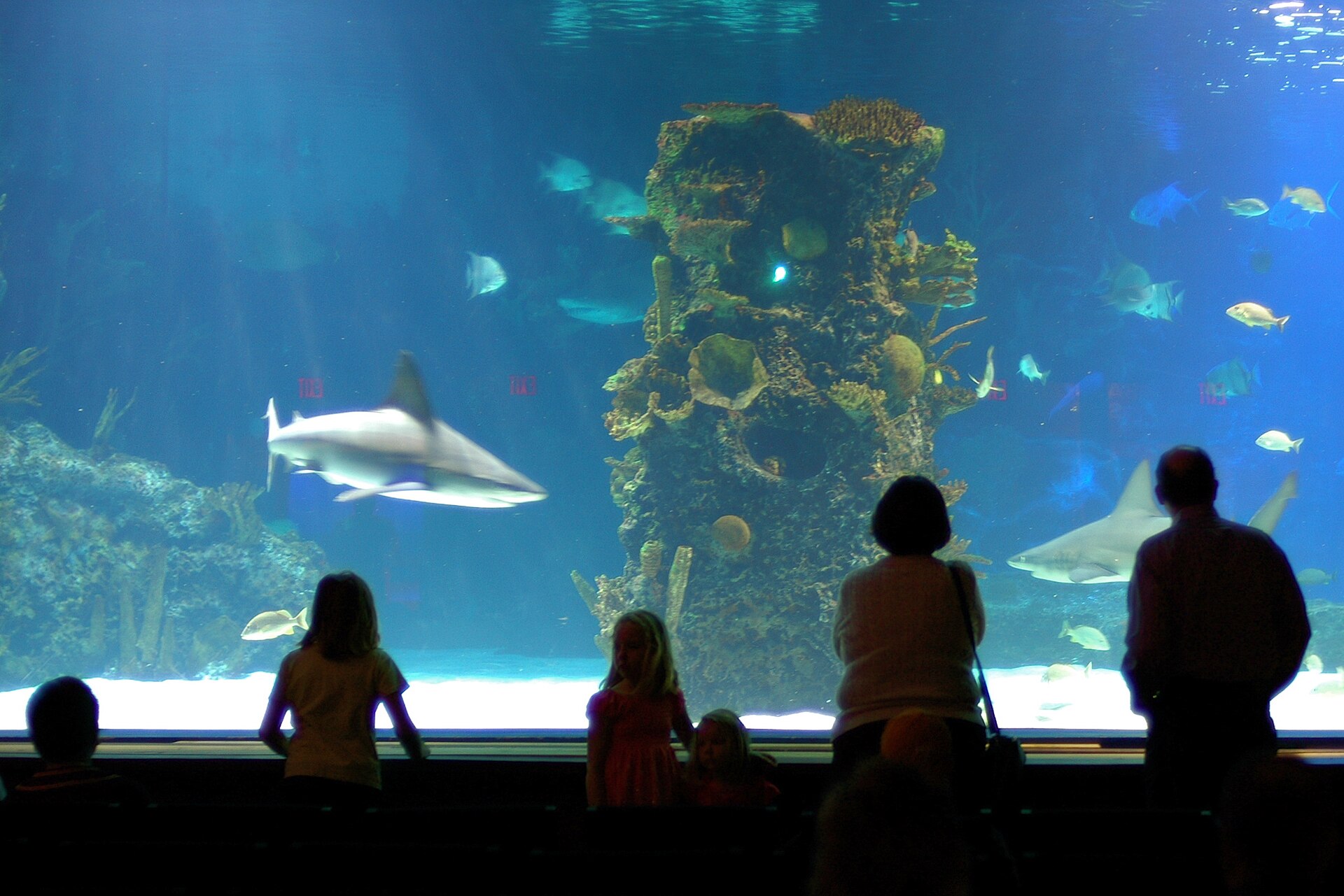 Newport Aquarium