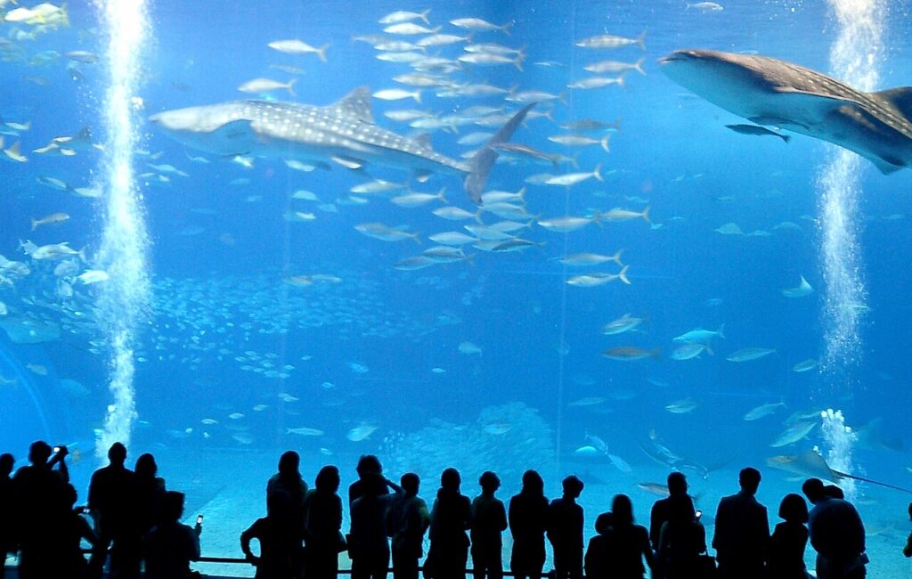 Two whale sharks in the Kuroshio Sea tank at Okinawa Churaumi Aquarium