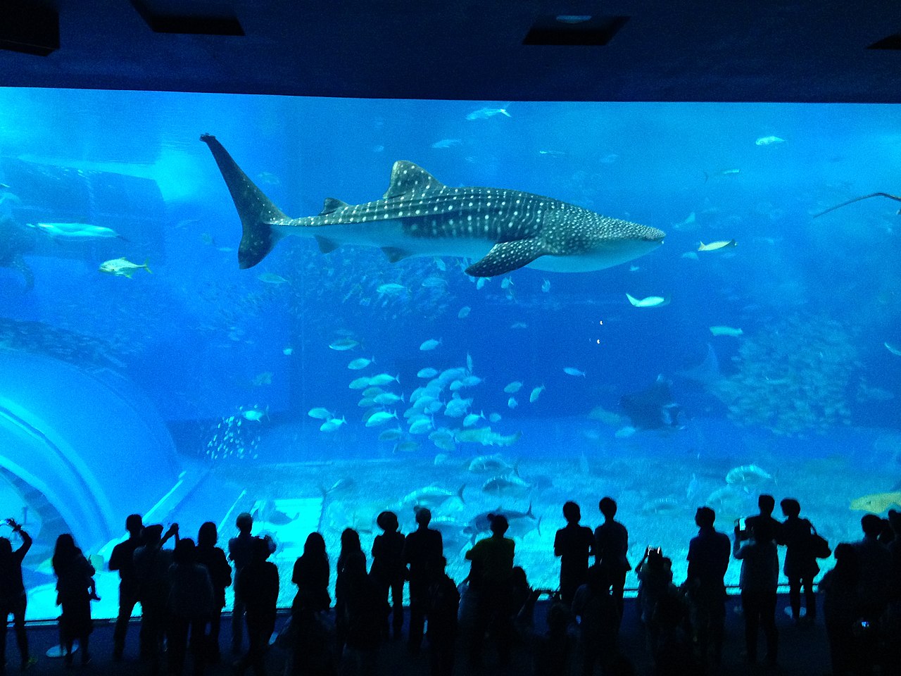 Visitors watching a whale shark in the Kuroshio Sea main tank at Okinawa Churaumi Aquarium