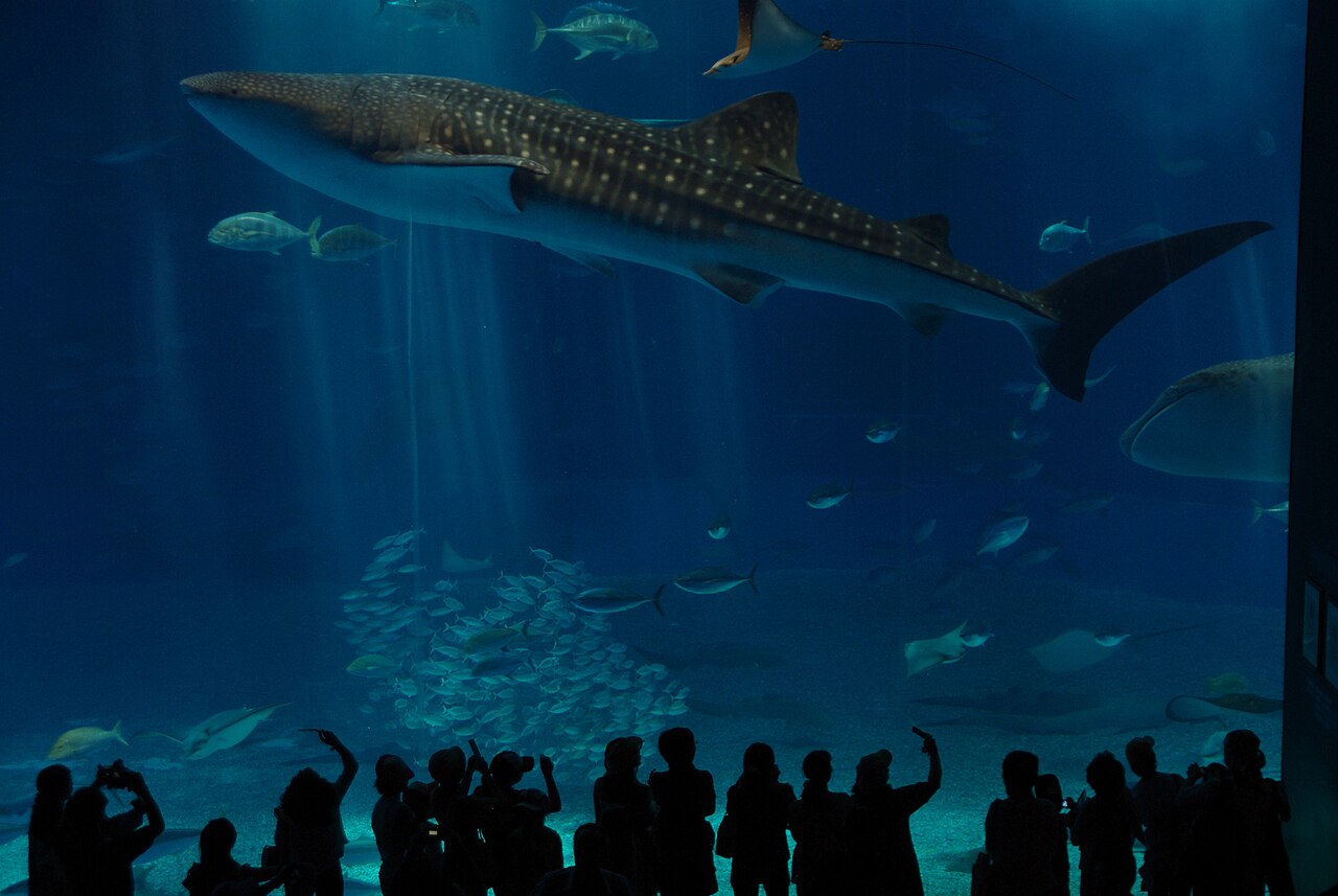 Whale shark swimming above visitors at Okinawa Churaumi Aquarium