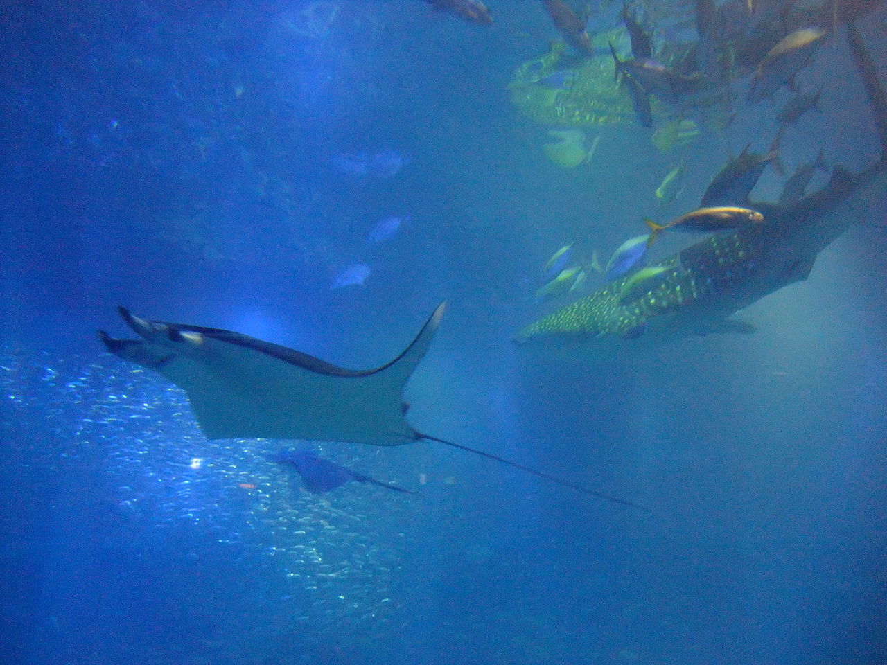 A manta ray and whale shark swimming in the Pacific Ocean tank at Osaka Aquarium Kaiyukan