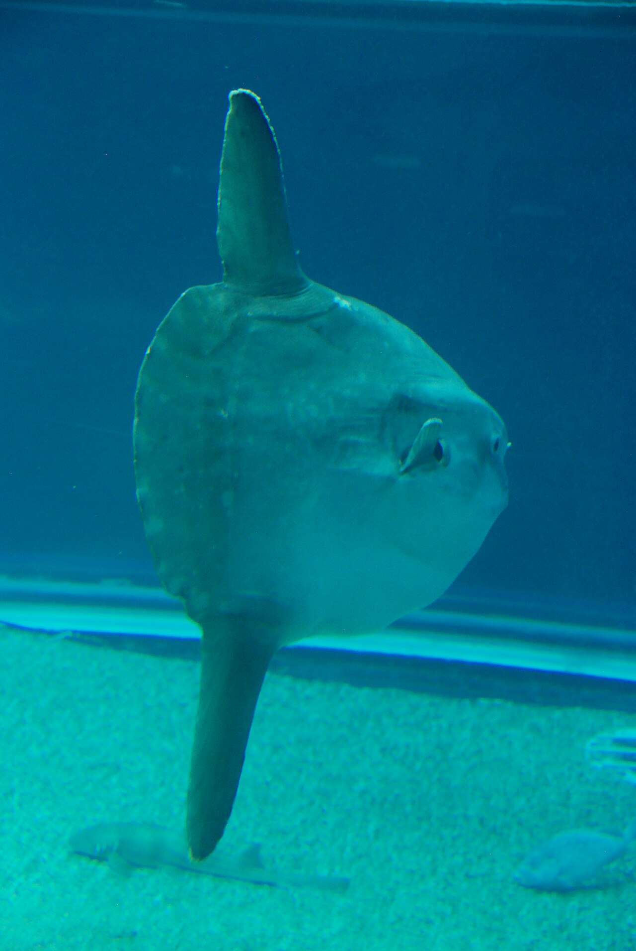 Giant ocean sunfish (Mola mola) at Osaka Aquarium Kaiyukan