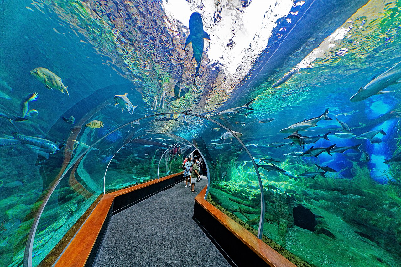 Acrylic walk-through tunnel at Poema del Mar aquarium on its opening day