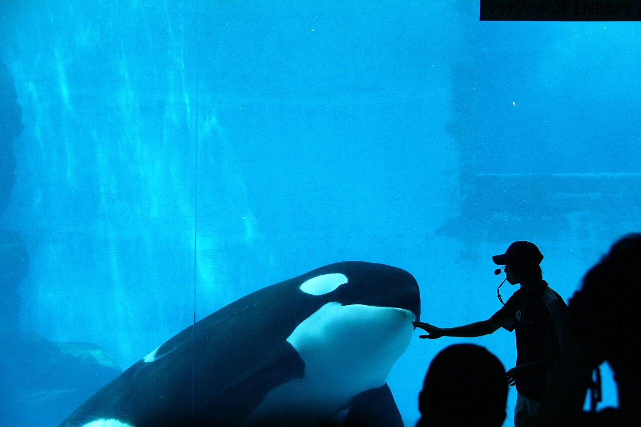Trainer greeting an orca through the underwater viewing window at the Port of Nagoya Public Aquarium