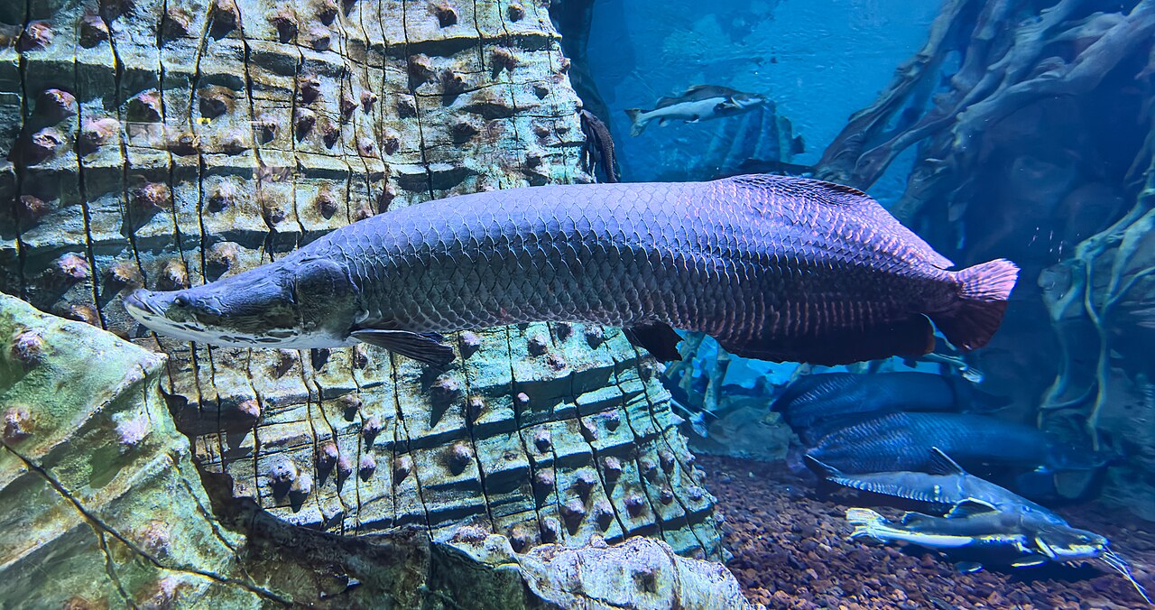 Giant arapaima swimming in a freshwater exhibit at the Primorsky Oceanarium