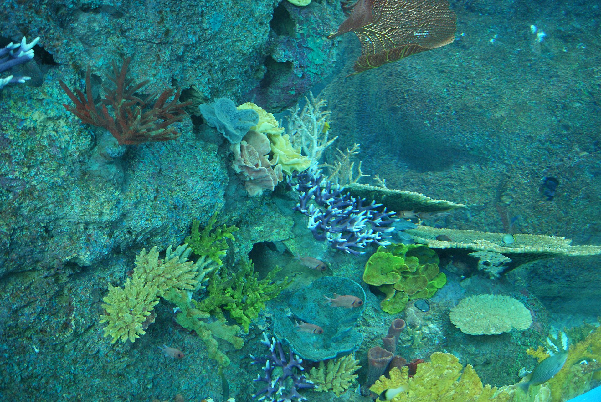 S.E.A. Aquarium