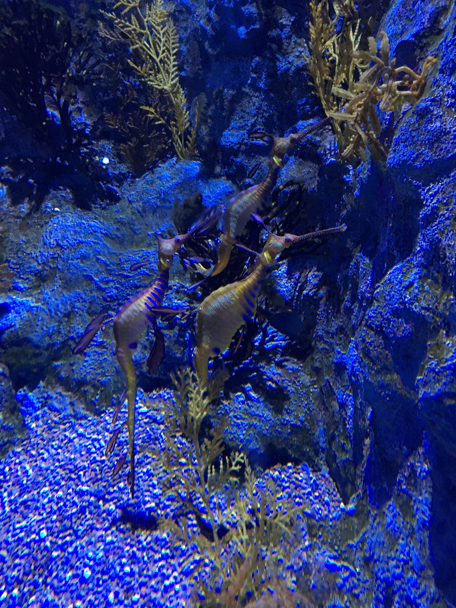 S.E.A. Aquarium
