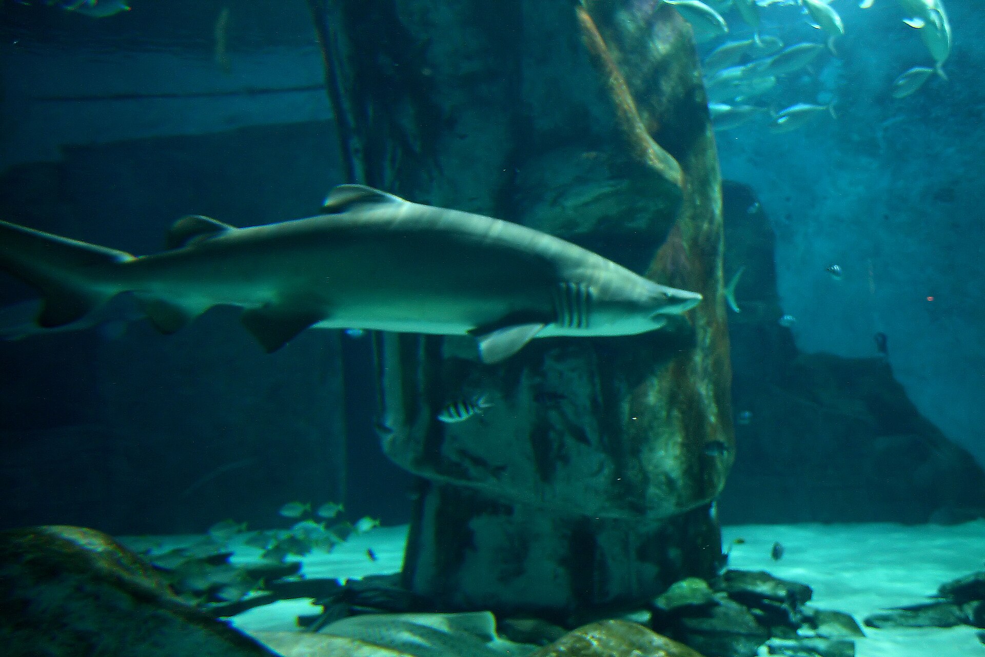 Sea Life London Aquarium