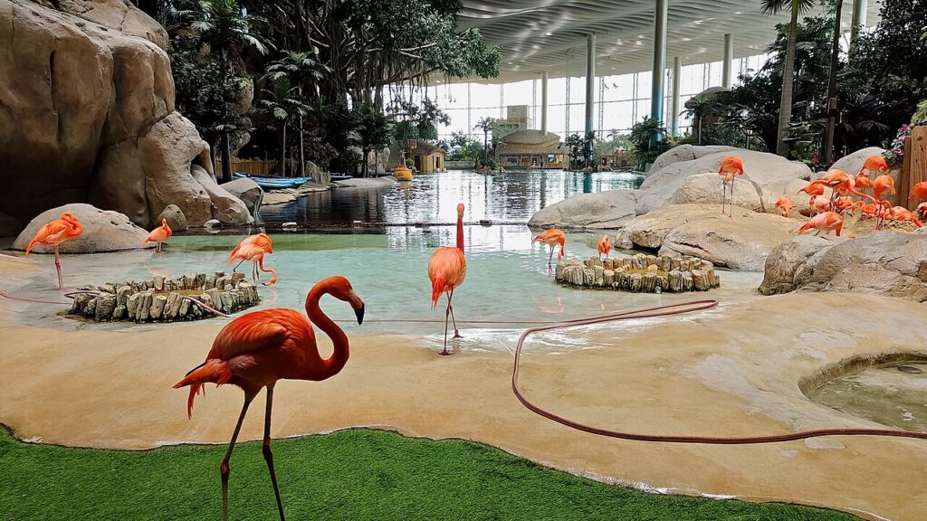 Flamingo lagoon inside the Tropical Ocean realm at SeaWorld Abu Dhabi on Yas Island