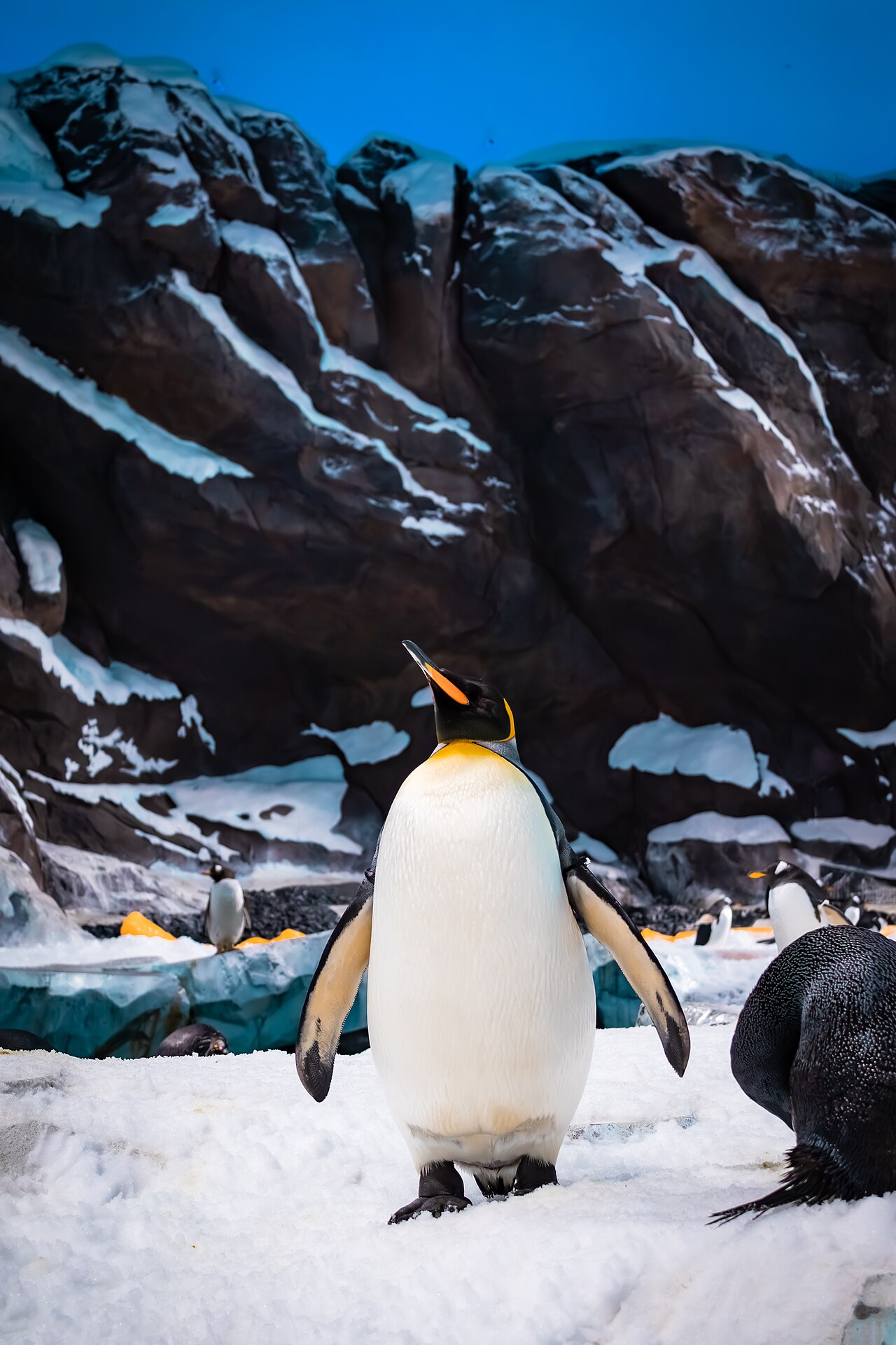King penguin standing on snow in the Antarctica realm at SeaWorld Abu Dhabi