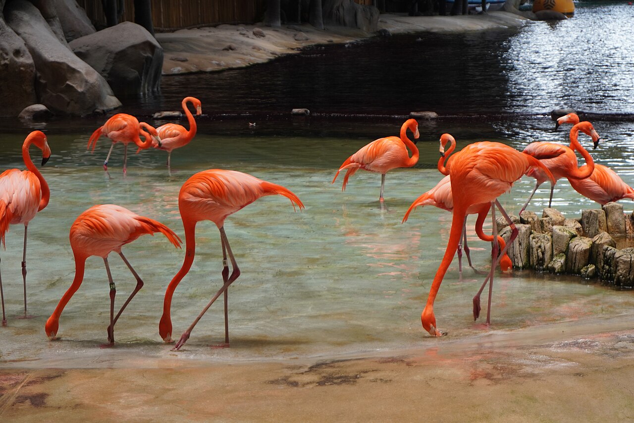 American flamingos wading in the Tropical Ocean realm at SeaWorld Abu Dhabi