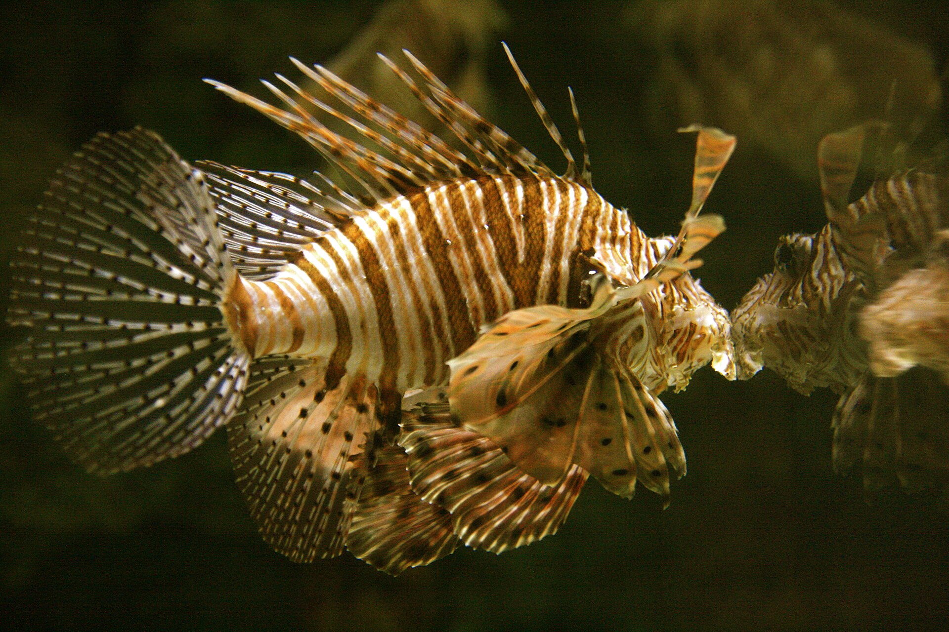 Shark Reef Aquarium