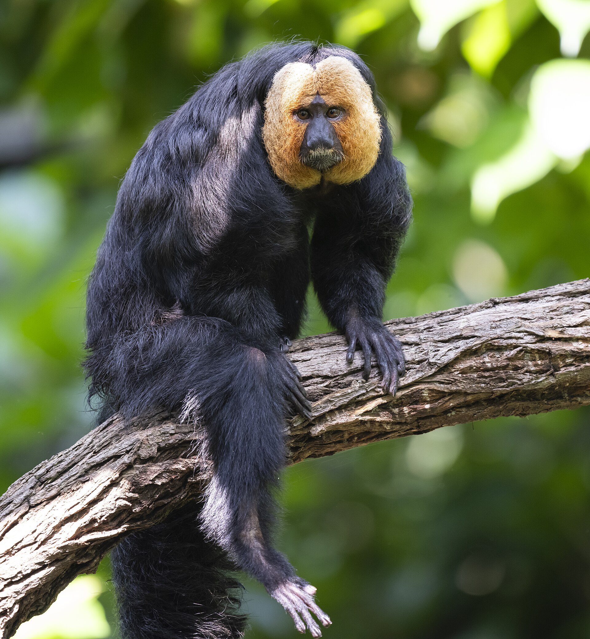 Singapore Zoo