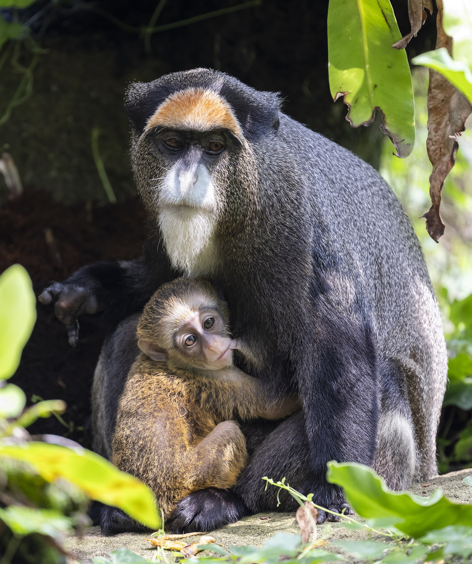 Singapore Zoo