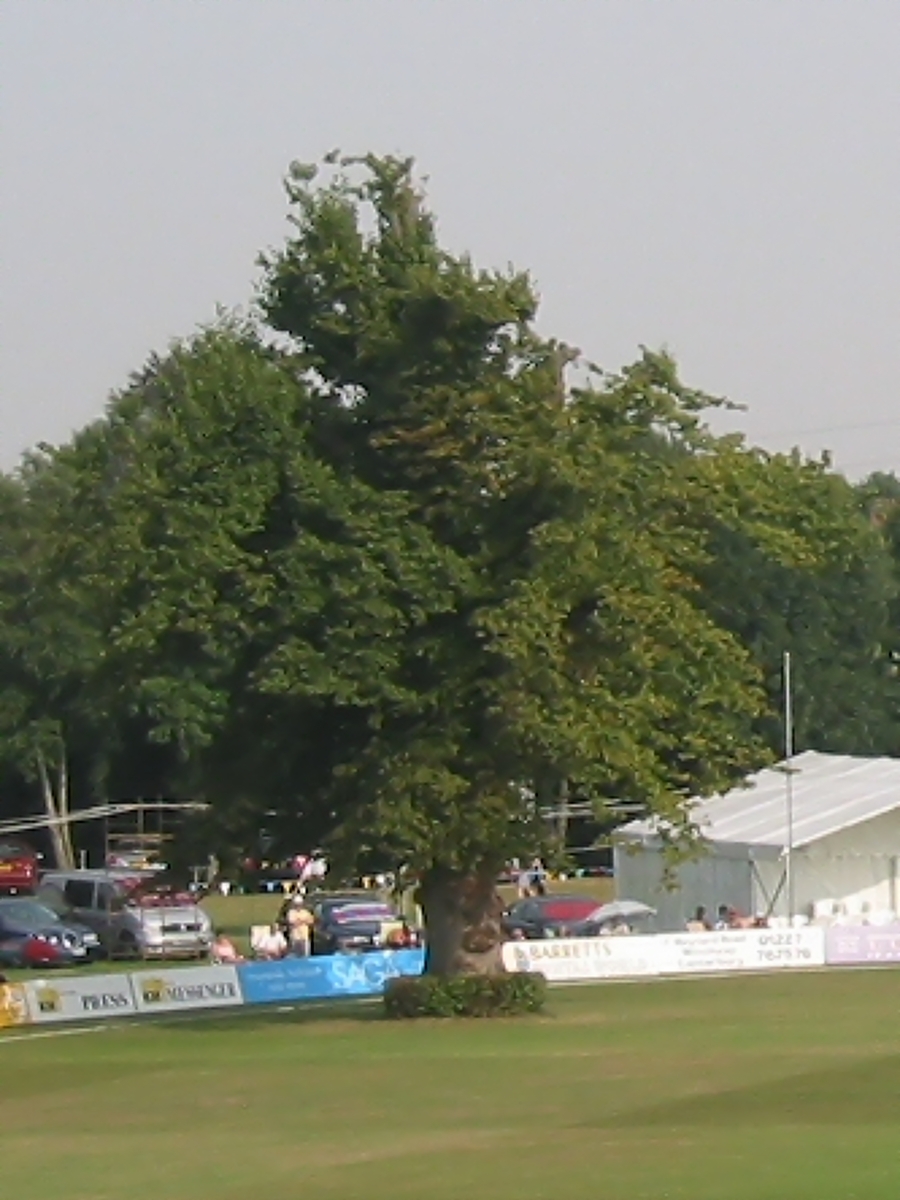 The 200-year-old lime tree standing inside the playing area at the St Lawrence Ground before it fell in 2005