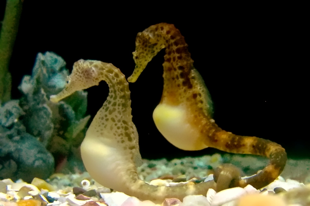Tennessee Aquarium