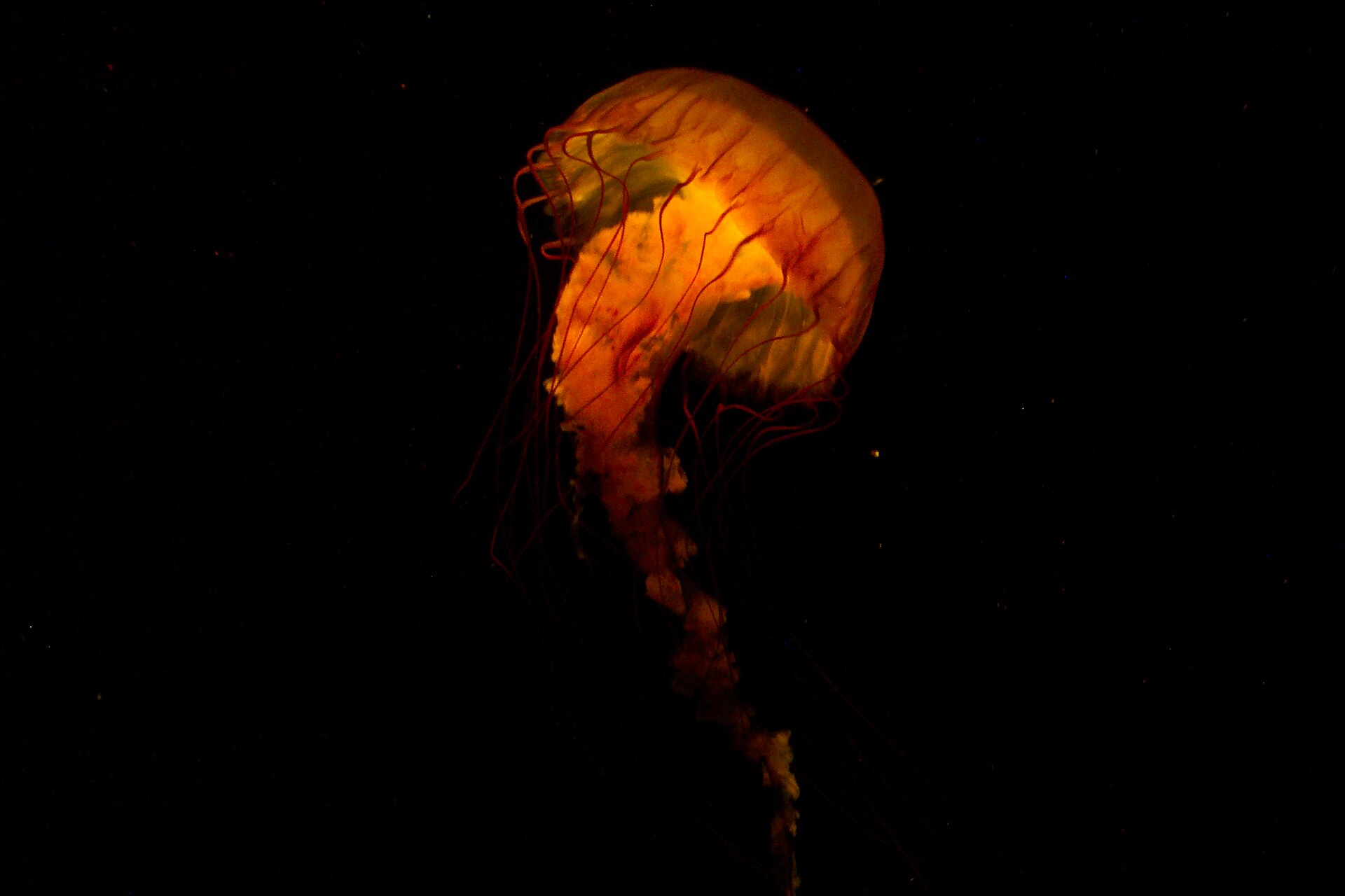 Tennessee Aquarium