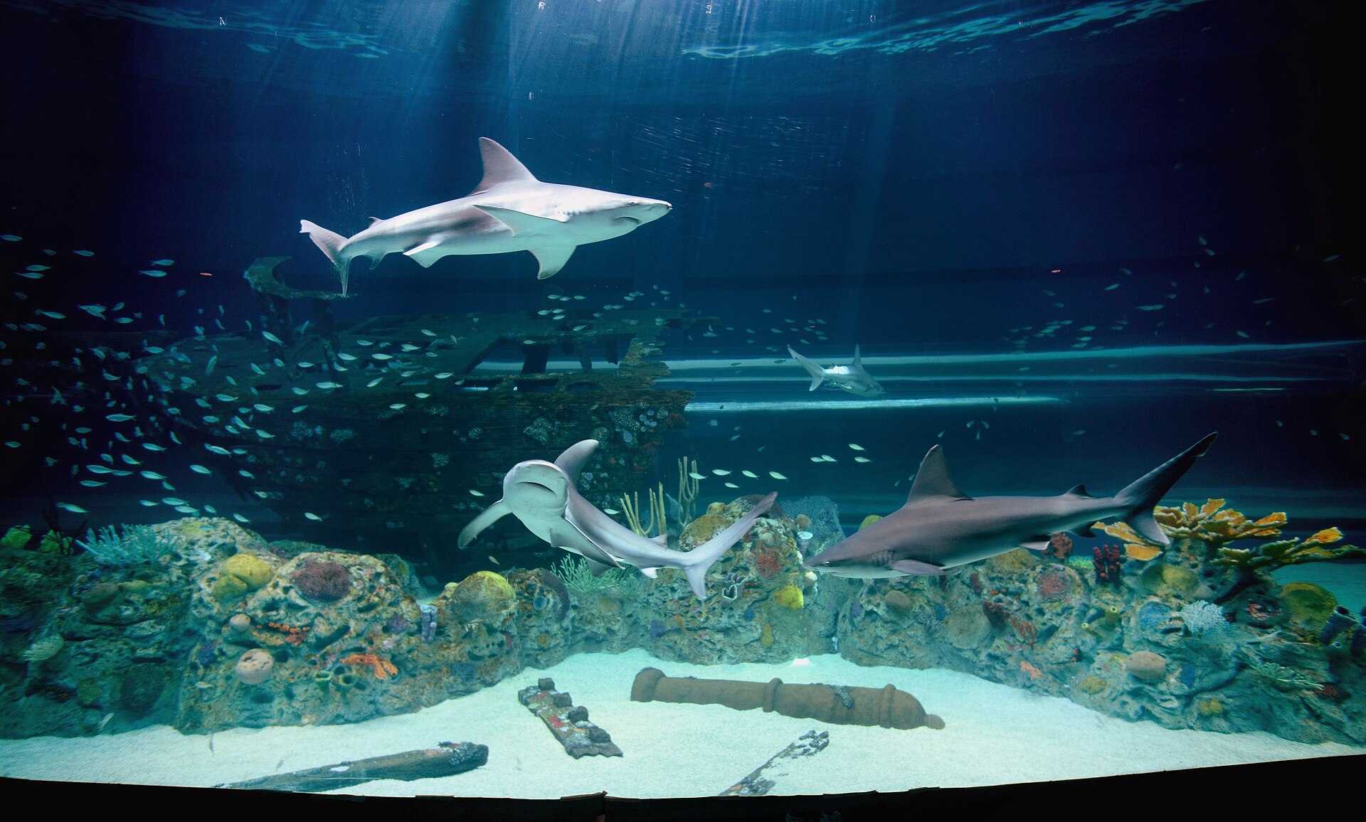 Texas State Aquarium