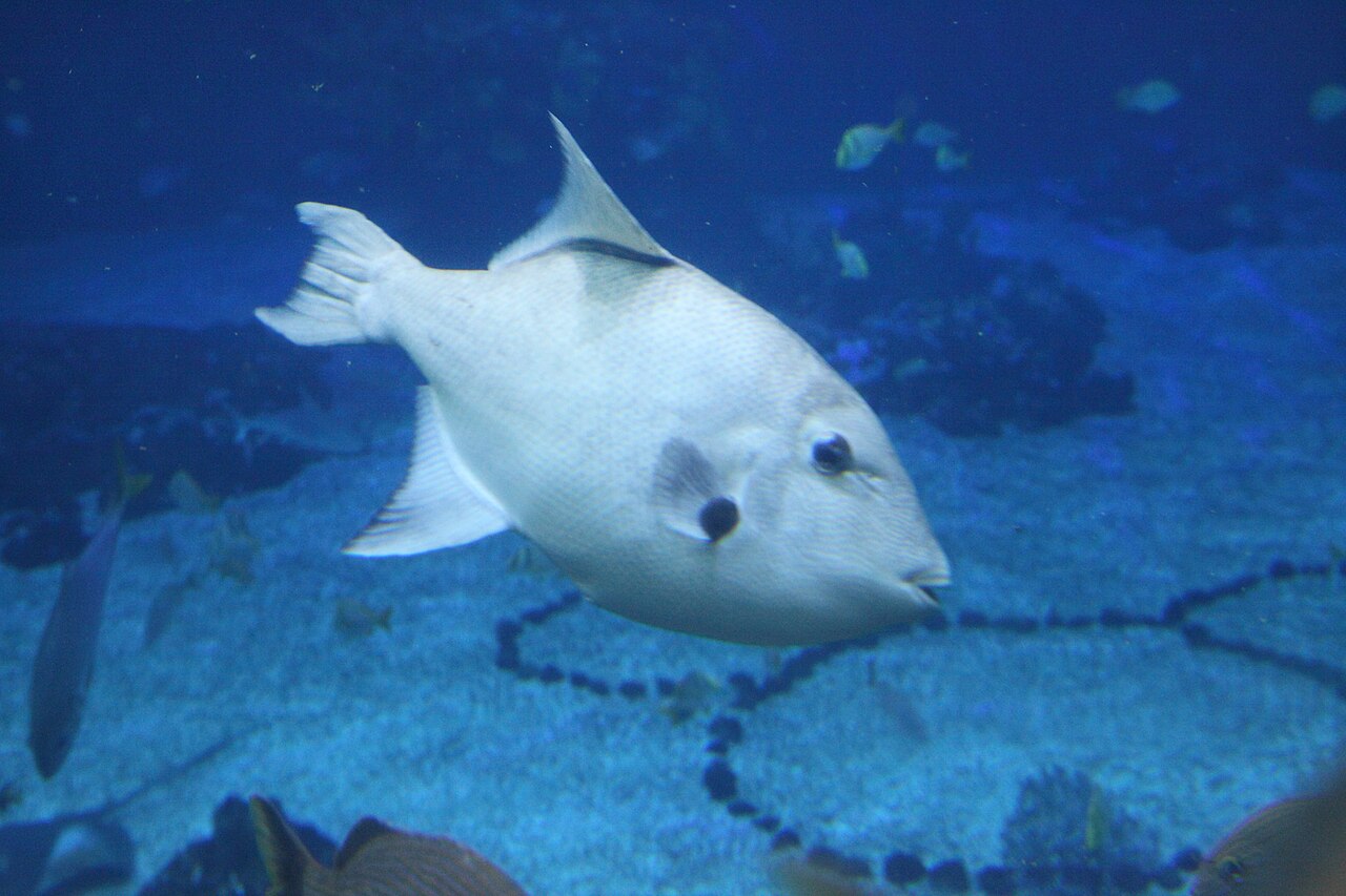 Fish swimming in the Caribbean coral reef aquarium at The Seas pavilion, EPCOT