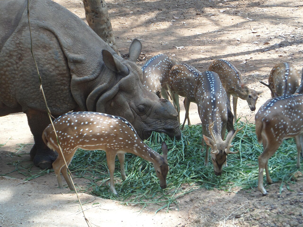Indian rhinoceros and deer grazing together at Thiruvananthapuram Zoo