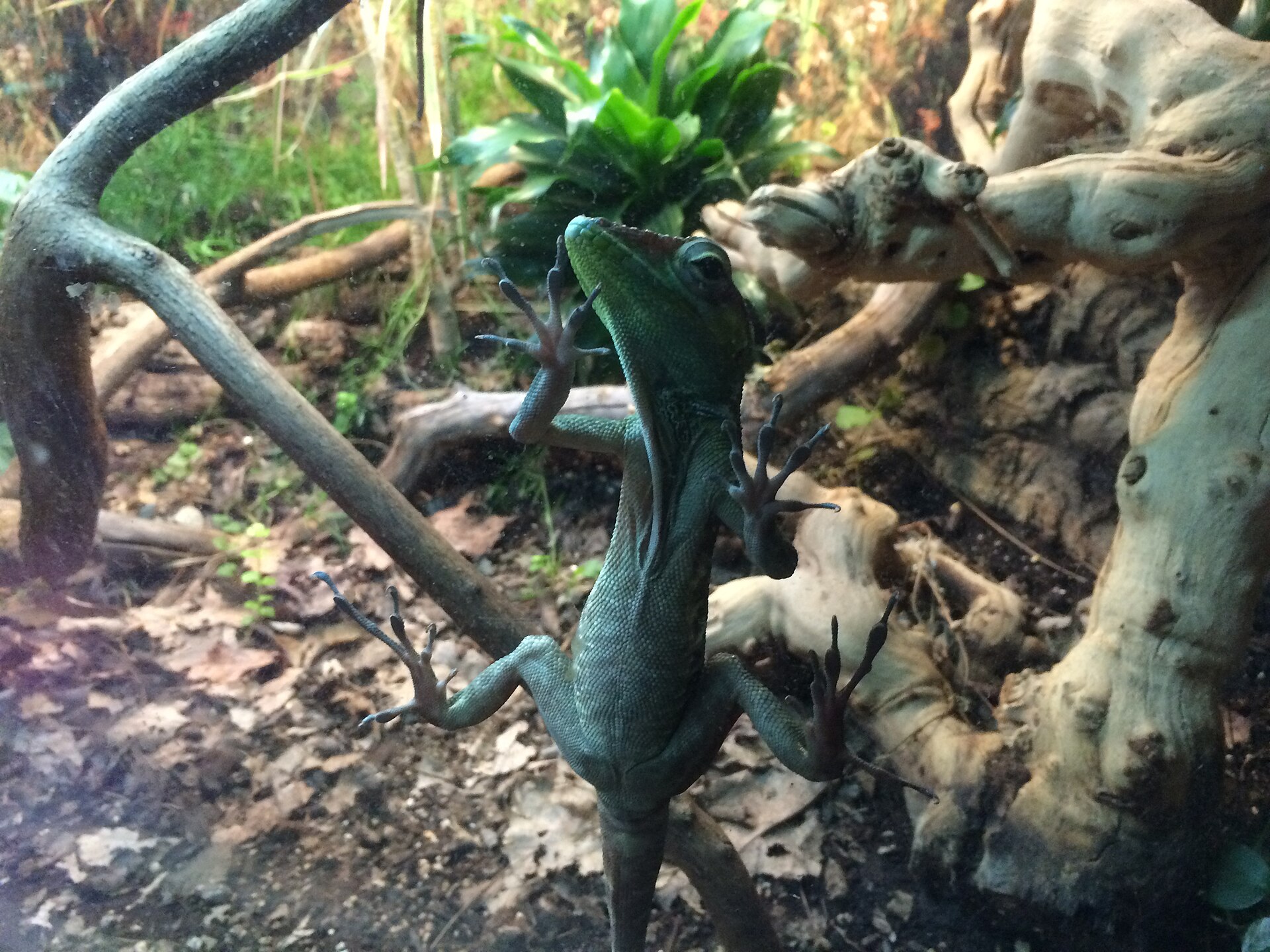 Turtle Back Zoo