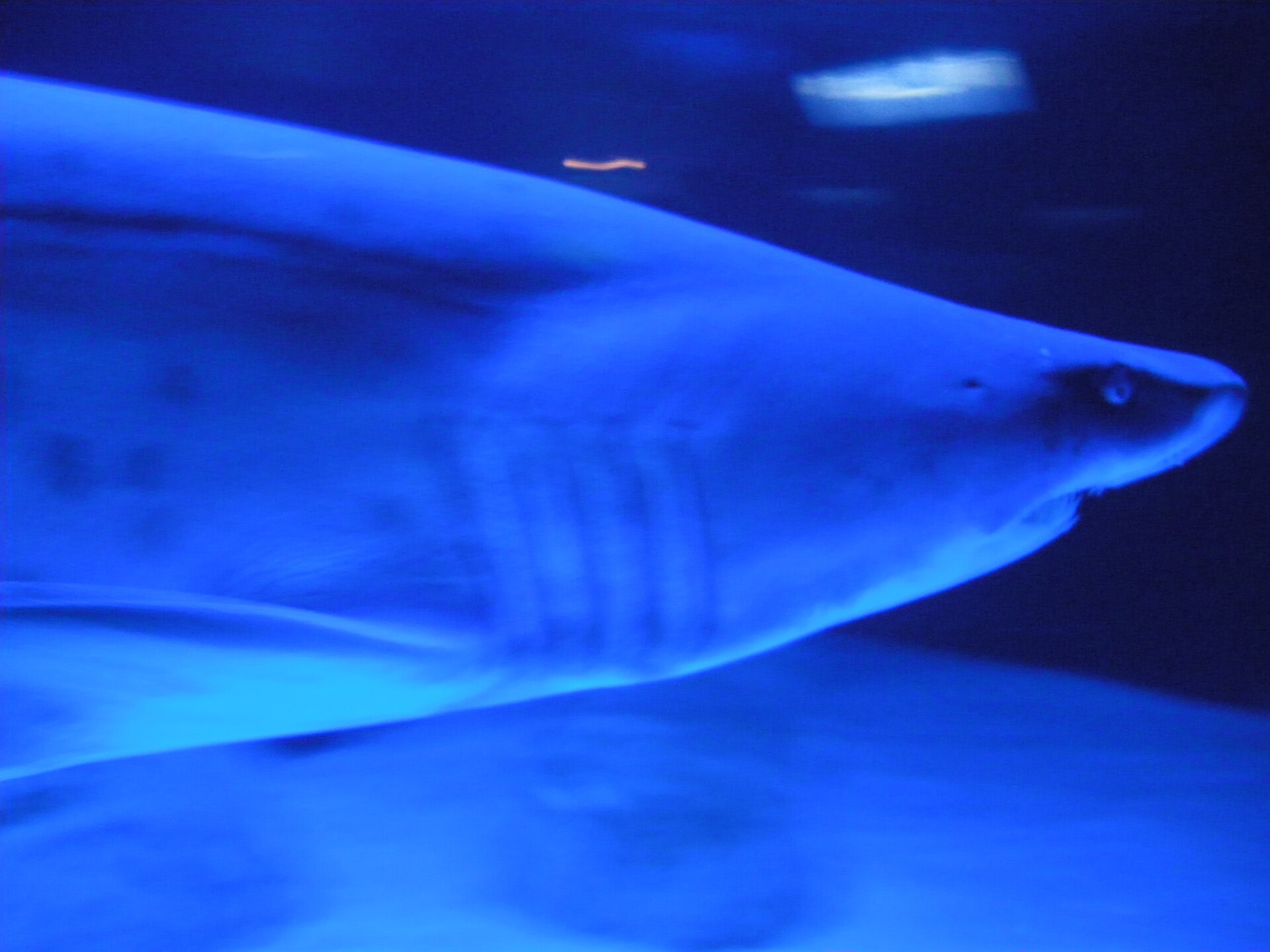 Two Oceans Aquarium