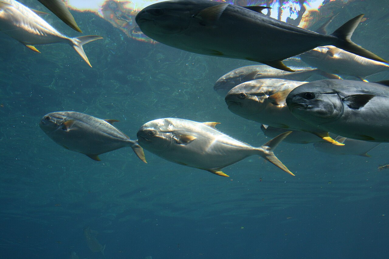 Fish in an aquarium tank at uShaka Sea World, Durban